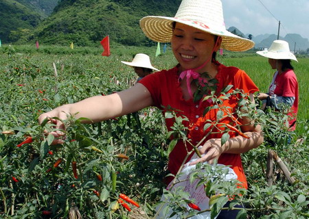 广西天等:小辣椒带来大收益