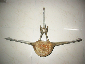 组图:粤一渔民珍藏两不明生物脊椎骨