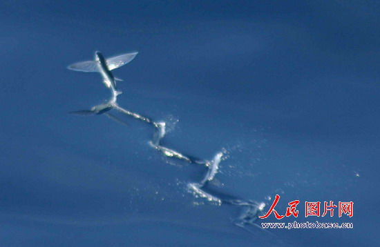 组图:广东湛江港湾水质变好 跃出亮丽飞鱼
