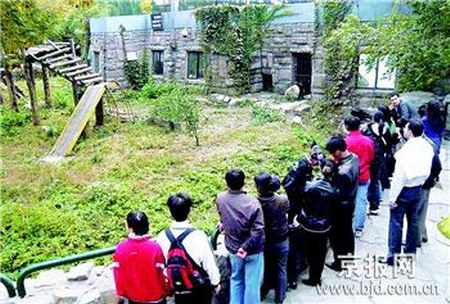 1少年跳进北京动物园熊猫馆被咬伤