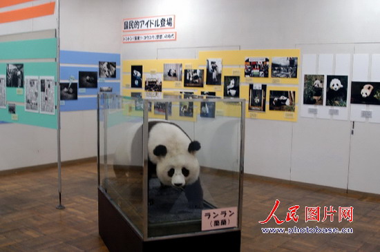 镜头中的日本之四:想起兰兰和康康