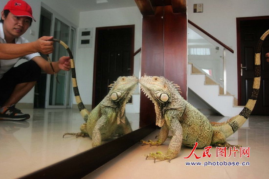 组图:3年长到1米55 无奈为巨型蜥蜴找新家--图片--人民网