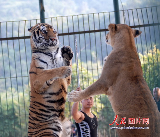 组图:狮子老虎同台练\拳击\