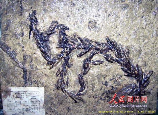 组图:贵州桐梓发现4.5亿年前古生物遗迹化石