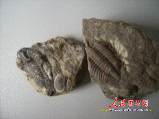 组图:贵州桐梓发现4.5亿年前古生物遗迹化石 (5)--图片--人民网