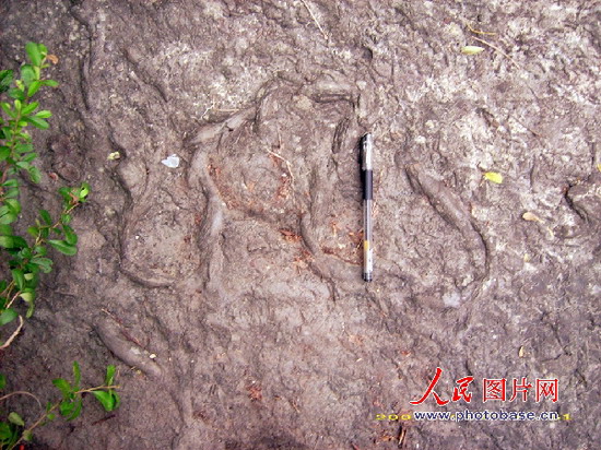 组图:贵州桐梓发现4.5亿年前古生物遗迹化石 (6)