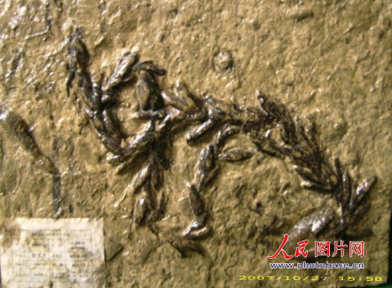 组图:贵州桐梓发现4.5亿年前古生物遗迹化石 (