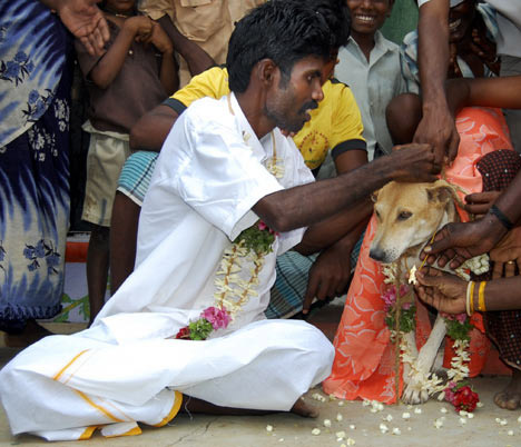 印度男子为破诅咒与狗结婚 74岁老人与山羊