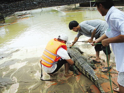 越南发洪水 鳄鱼群体大逃亡