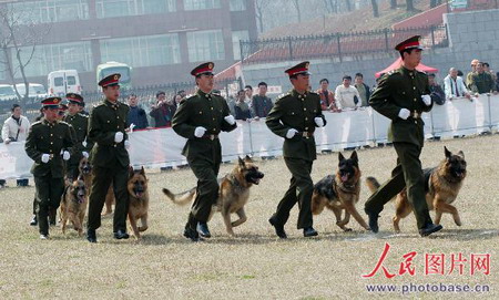 组图:揭秘中国军犬训练 (5)