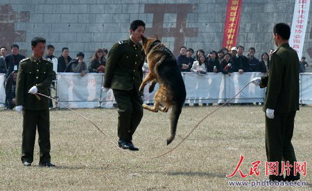 组图:揭秘中国军犬训练