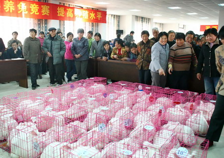 组图:江苏宜兴举行首届长毛兔竞赛 (3)