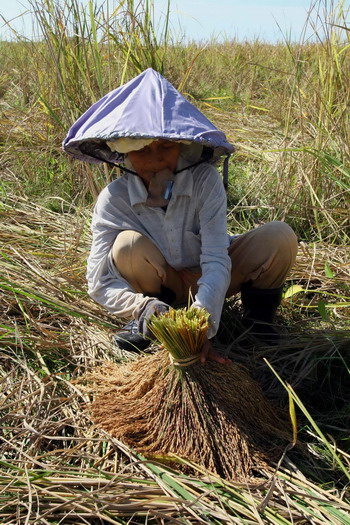 组图:泰国商业部长说不会限制大米出口