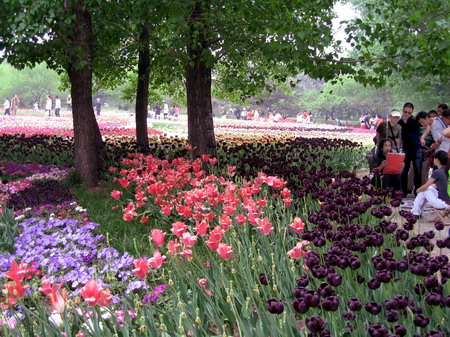 目前,北京植物园的郁金香,桃花,牡丹都进入盛花期,数百种,几百万余株