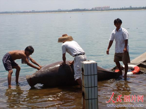 组图:海南文昌东郊码头发现美人鱼尸体