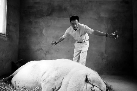 白猪重达1吨人称珠王 曾数次刀下逃生