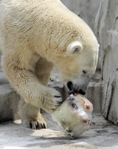 组图:北极熊吃冰解暑