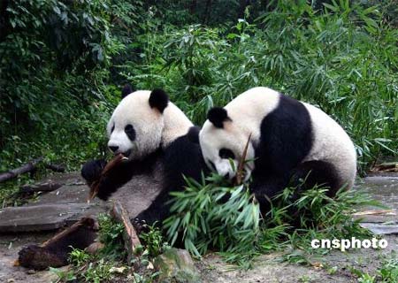大熊猫基因组序列图谱完成 可解黑眼圈等疑团