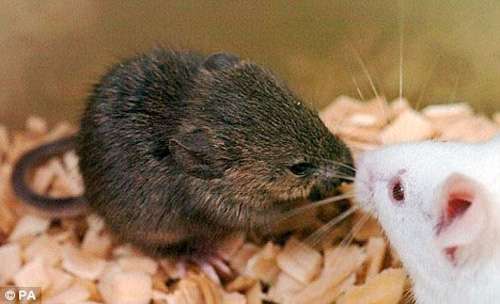 日本科学家成功克隆冷冻16年老鼠引争议