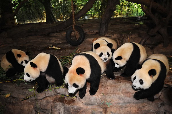 广州捐建四川卧龙大熊猫国际培训中心