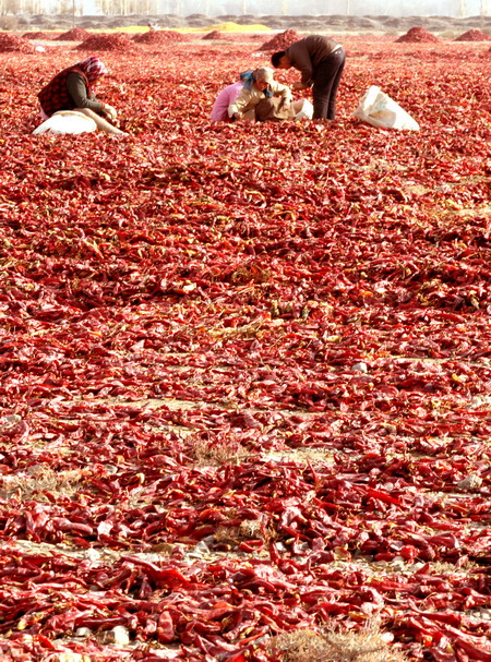 11月20日,新疆拜城县农民在晾晒红辣椒.