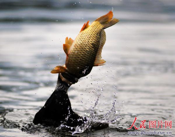广西漓江:鱼鹰捕鱼成风景