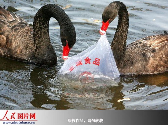 苏州动物园:不文明游客诱使黑天鹅争食塑料袋