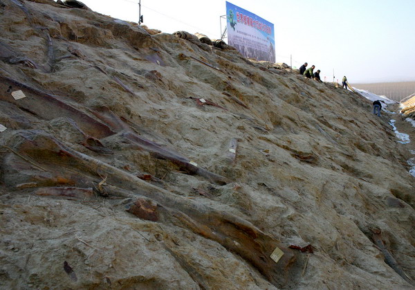 山东诸城发现世界上曝露面积最大的恐龙化石群