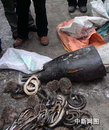 吉林市场出现海豚头和近千条野生锦蛇--图片--