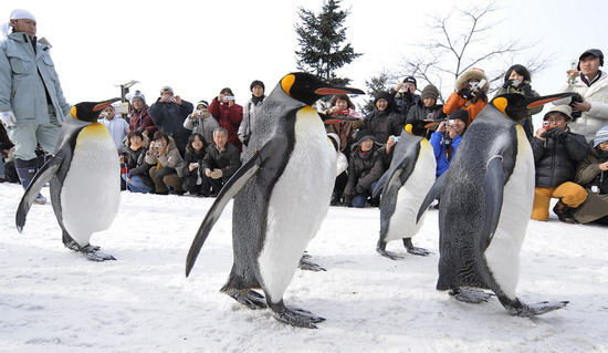 一群帝企鹅在雪地里大摇大摆地遛弯