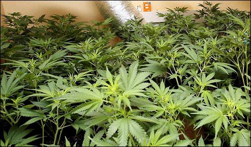 英13岁男童开毒品加工厂 在自家阁楼种大麻