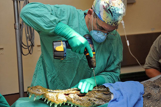 组图:受伤鳄鱼手术后变身机器鳄鱼 (3)
