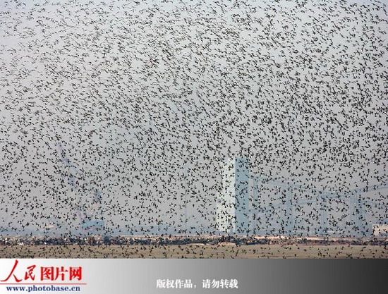 组图:百万只候鸟在辽宁东港鸭绿江口湿地上空