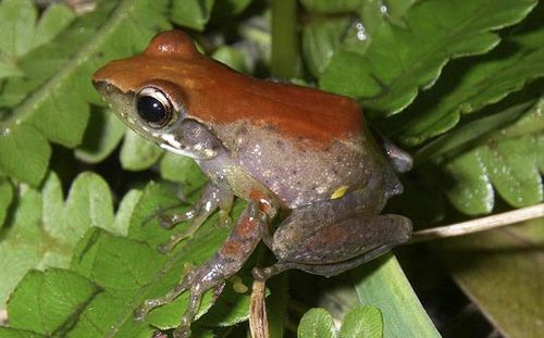 组图:科学家新发现200多种新蛙类 (3)