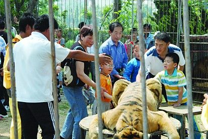 烟台景区上演危险游戏 让游客摸老虎屁股(2)