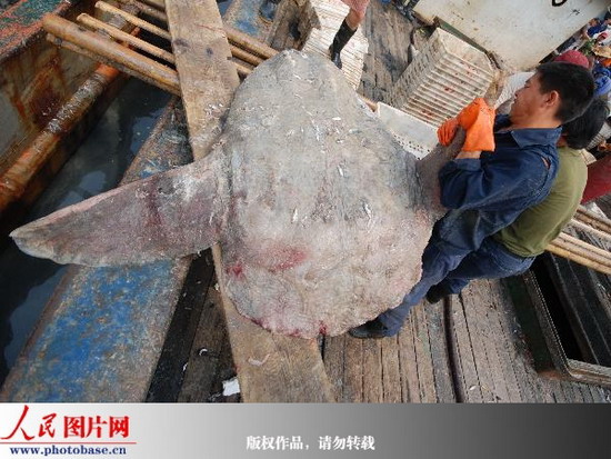 浙江台州:渔民捕获巨型翻车鱼 (2)
