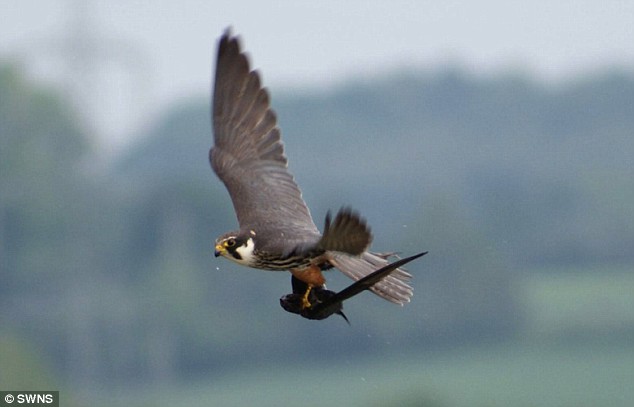 英摄影师拍摄到小隼空中猎捕雨燕瞬间 (2)