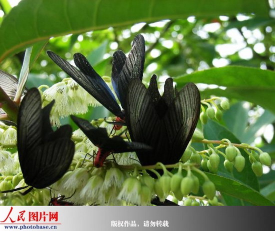 重庆:墓地惊现鬼蝴蝶 (2)