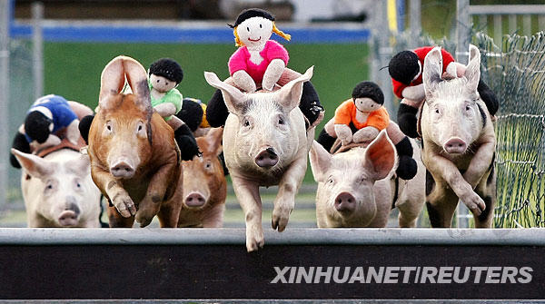 小猪赛跑比赛