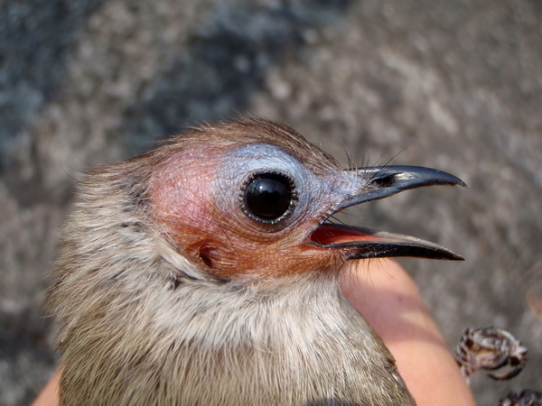 中国 亚洲 澳大利亚/组图：老挝发现新的夜莺鸟品种