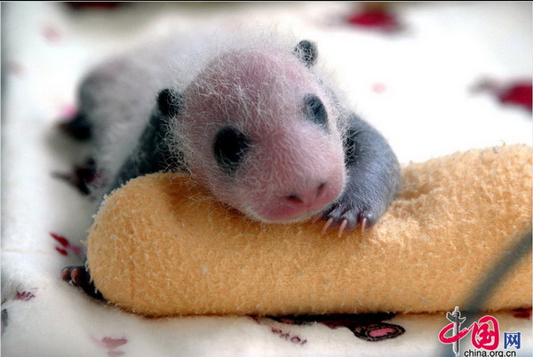四川雅安基地 初生熊猫宝宝的安逸生活