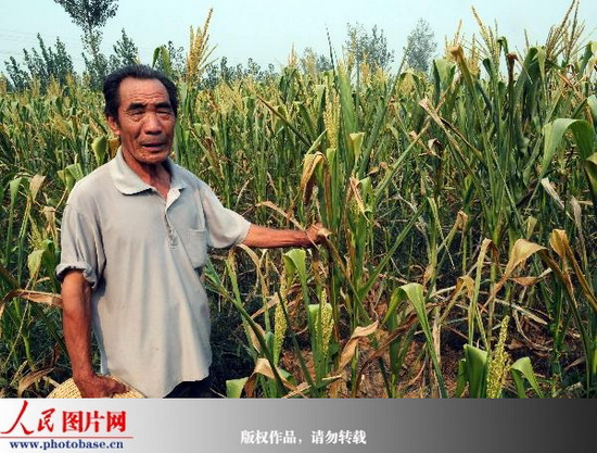 河南孟州岭区遭遇严重干旱 玉米大面积绝收 (3