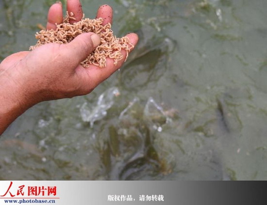 龚在能用蝇蛆喂养鲤鱼