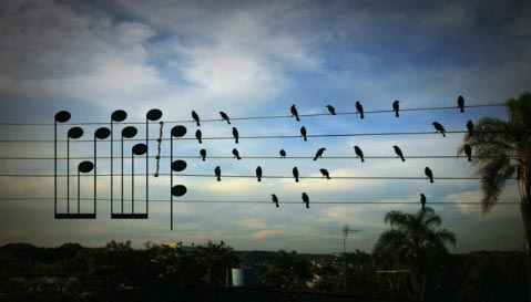 音乐家将鸟儿在电线上的站位谱成奇妙乐章 (5