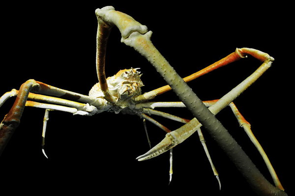 柏林深海奇异生物展:巨型海蜘蛛体长3米