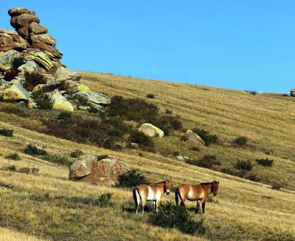 蒙古国野马自然保护区的野马数量稳定增长 (4