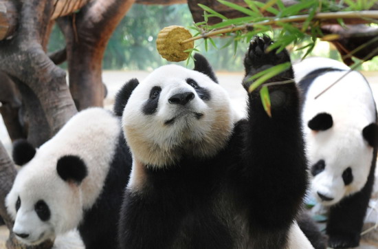 组图:大熊猫吃月饼过中秋 (6)