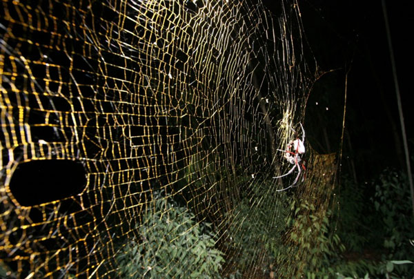 世界上最大的织网蜘蛛