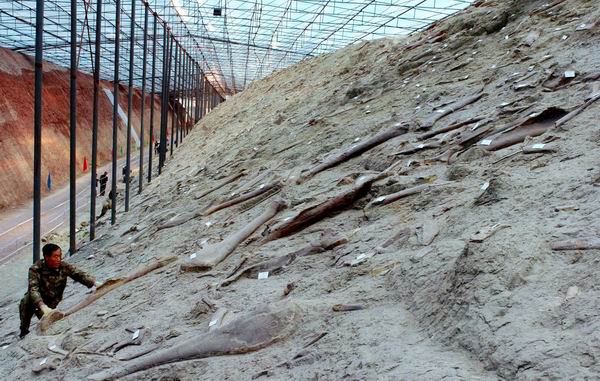 组图:山东诸城恐龙化石群被证实为世界最大规