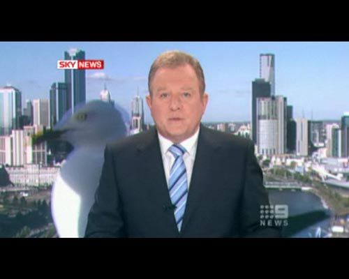 澳大利亚新闻直播海鸥抢镜 (2)